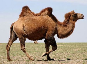 brown-bactrian-camel