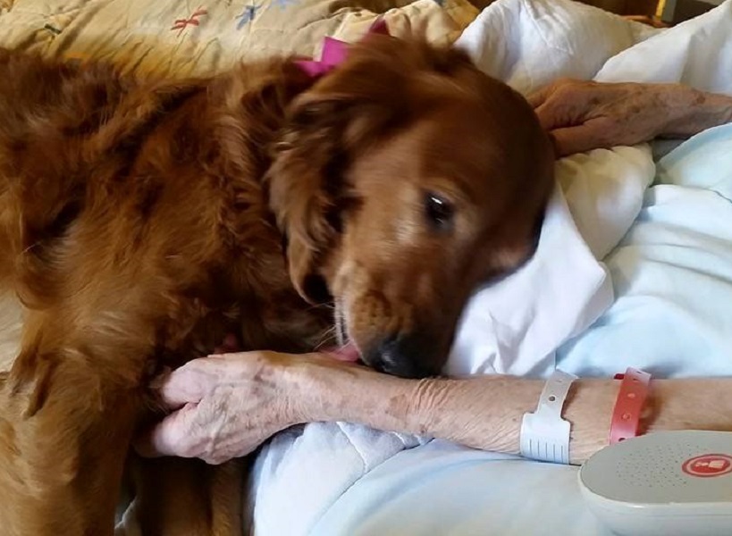 jj-hospice-therapy-dog