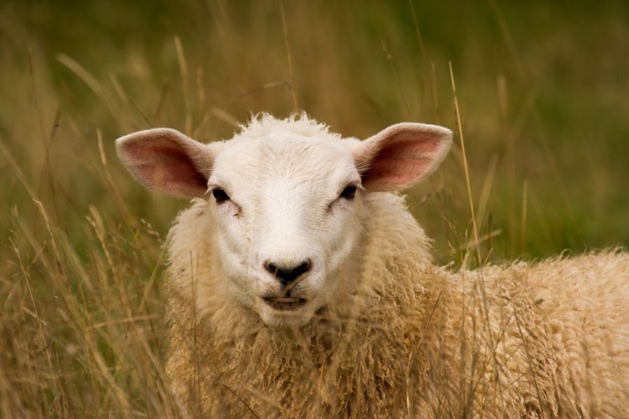 A_sheep_in_the_long_grass
