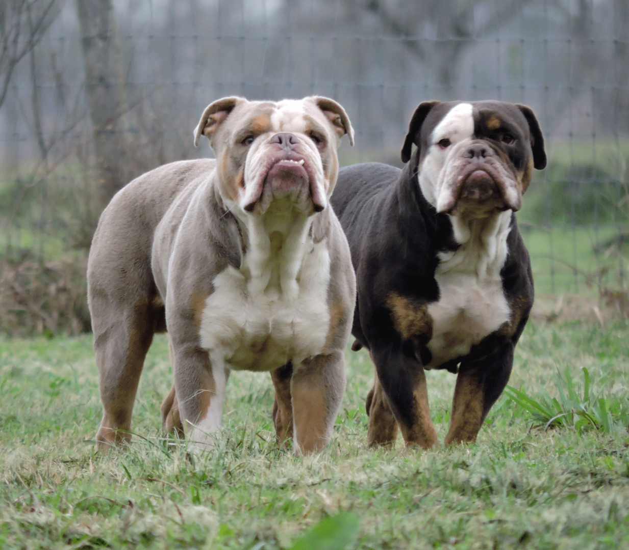 old tyme bulldog breeders