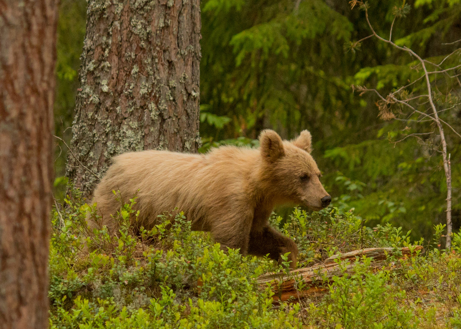 10 secrets of successful wildlife watching — WildSweden - wildlife  adventures in Sweden