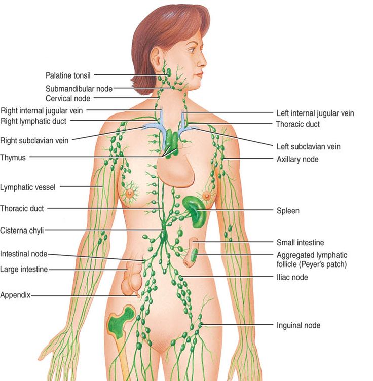 What is the Lymphatic System? — Kálon Spa