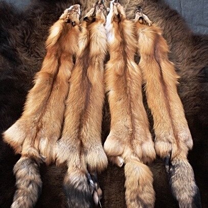 Wild Red Fox Fur (With Feet) — Claw, Antler & Hide Co.