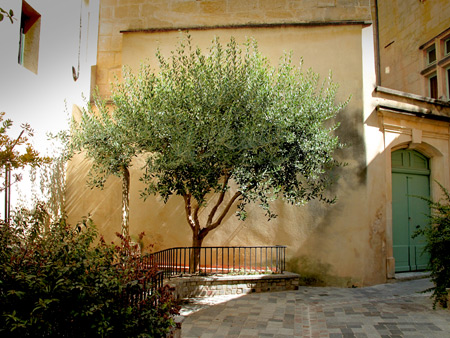Sun Tree, Arles