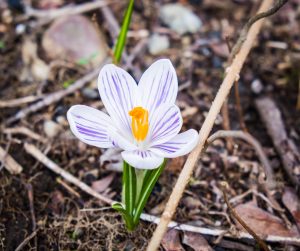White and Purple Crocus Spring 2017; flower