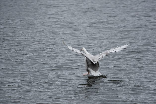 Swan, Takeoff, Pond