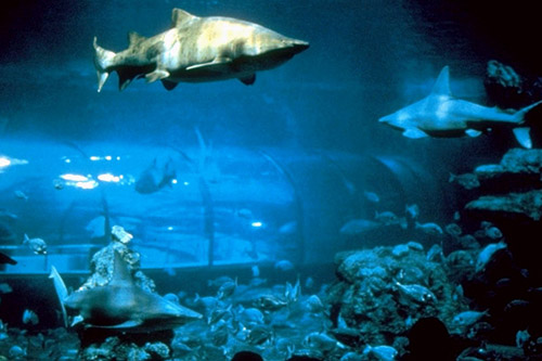 L'Aquarium's Massive Tunnel