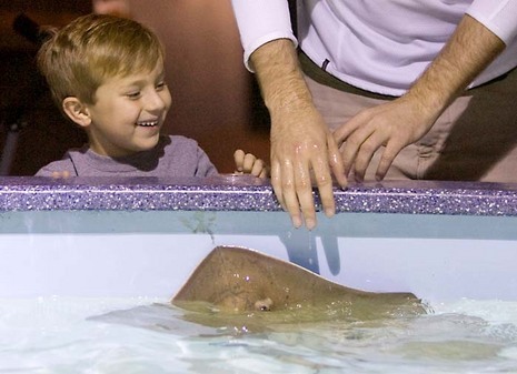 Sting ray touch