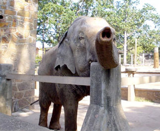 One of the Zoo's two elephants.