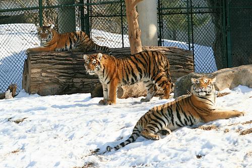 Three of the Five Tiger Cubs at St. Louis Zoo