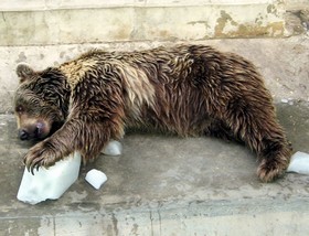 Cold Climate Bear Surviving the Scorching Dubai Heat