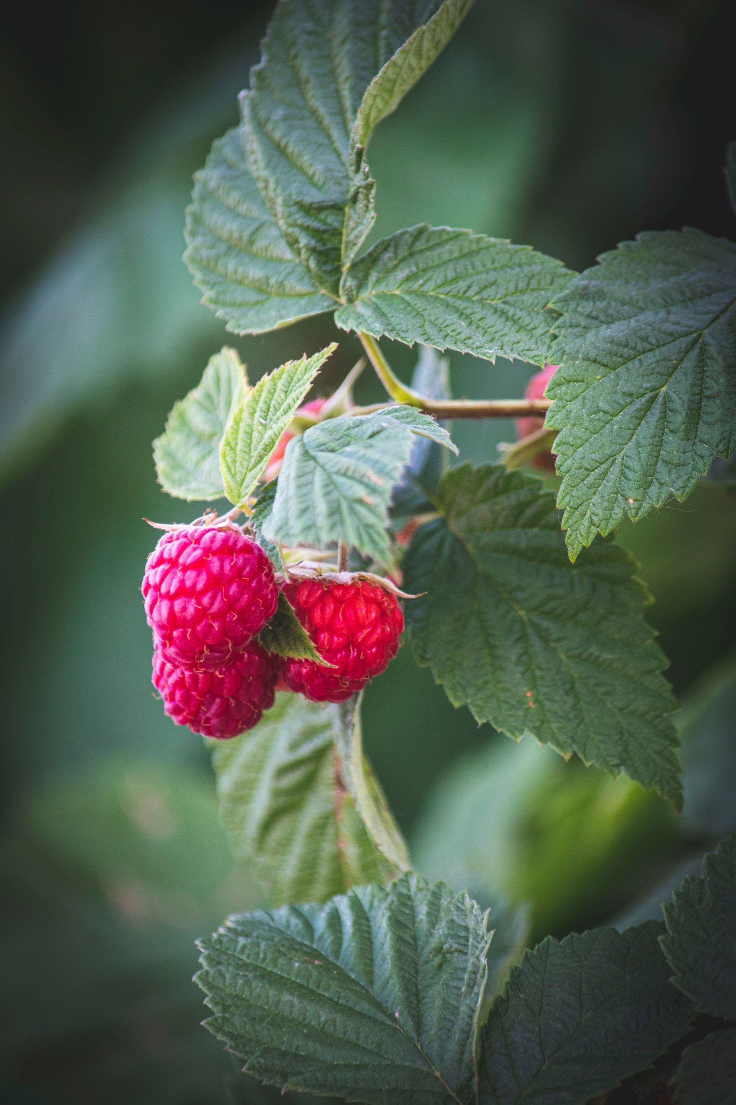 Red Raspberry Leaf- Benefits and Usages — Wild Earth Acupuncture