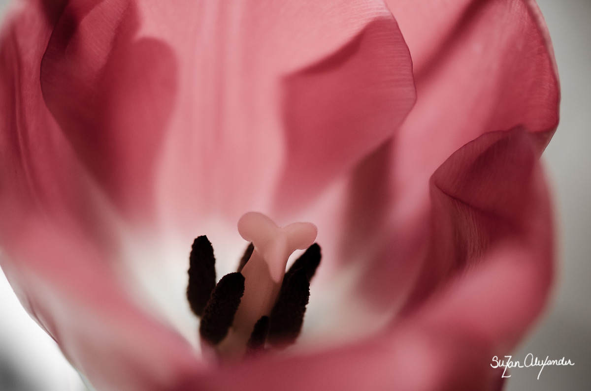 Tulip (Macro)