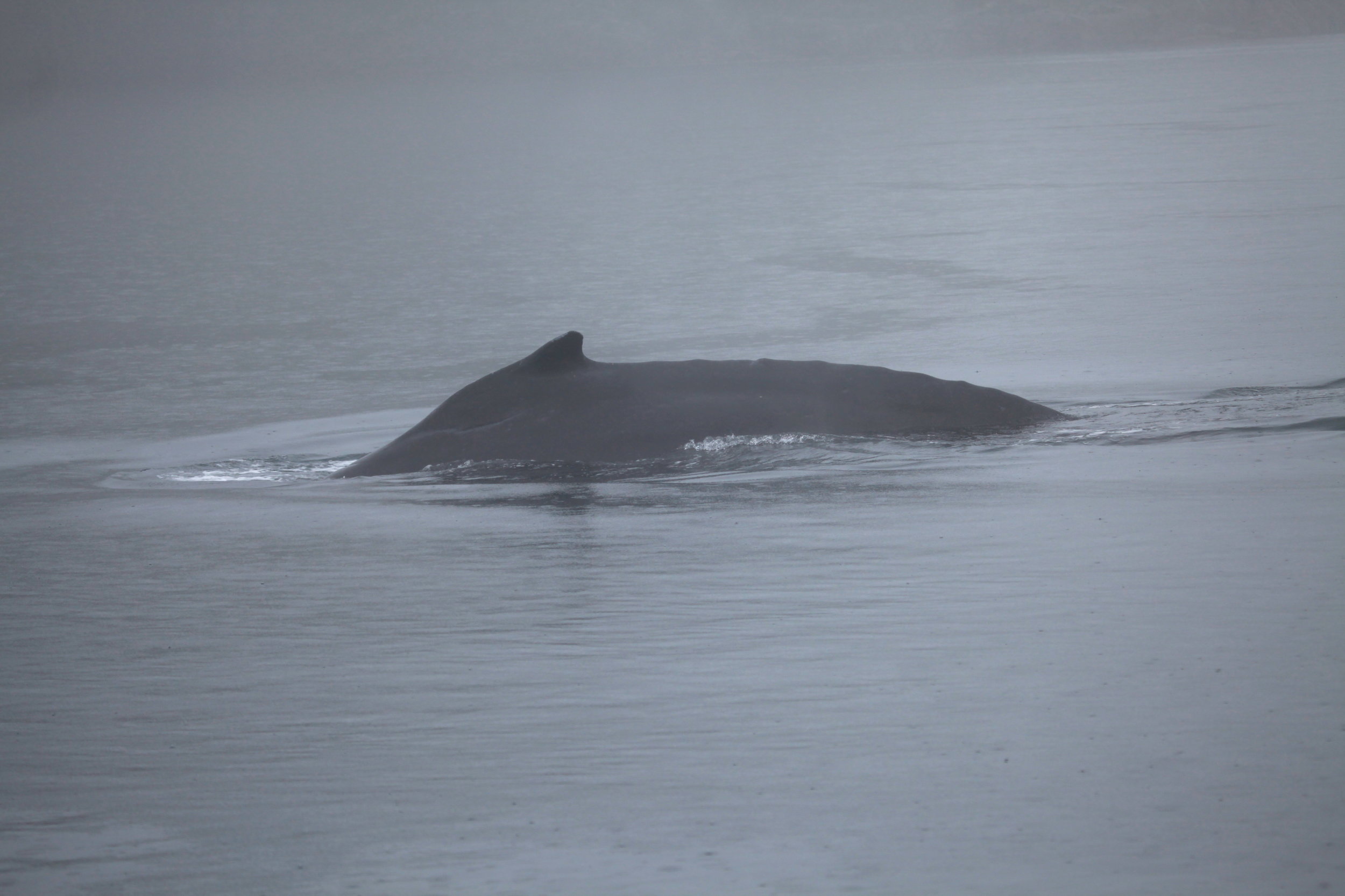 Humpback whale KC - dorsal fin