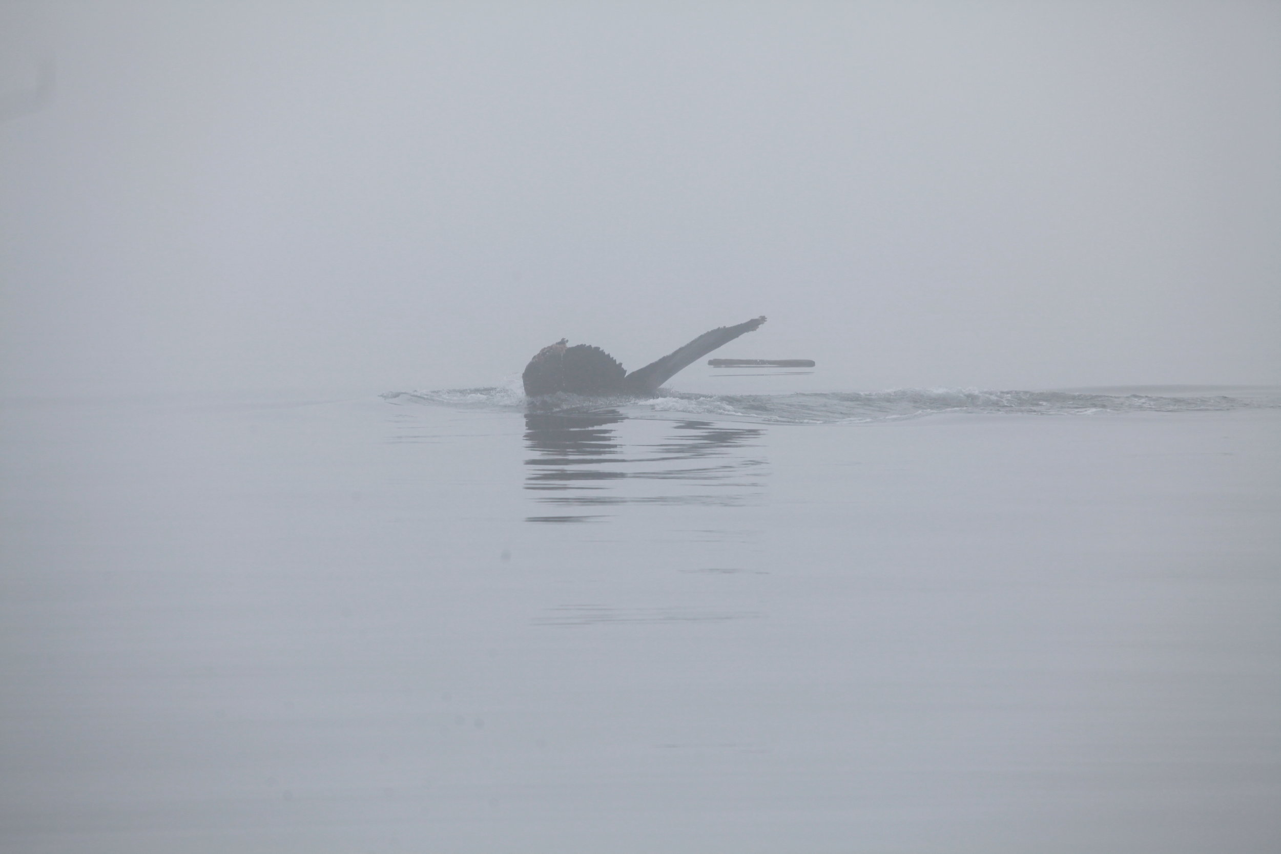 Humpback whale - fluke