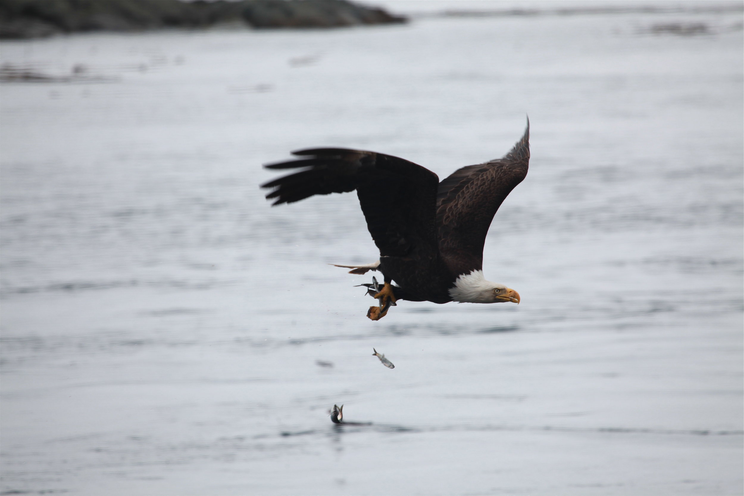Bald eagle fishing sequence