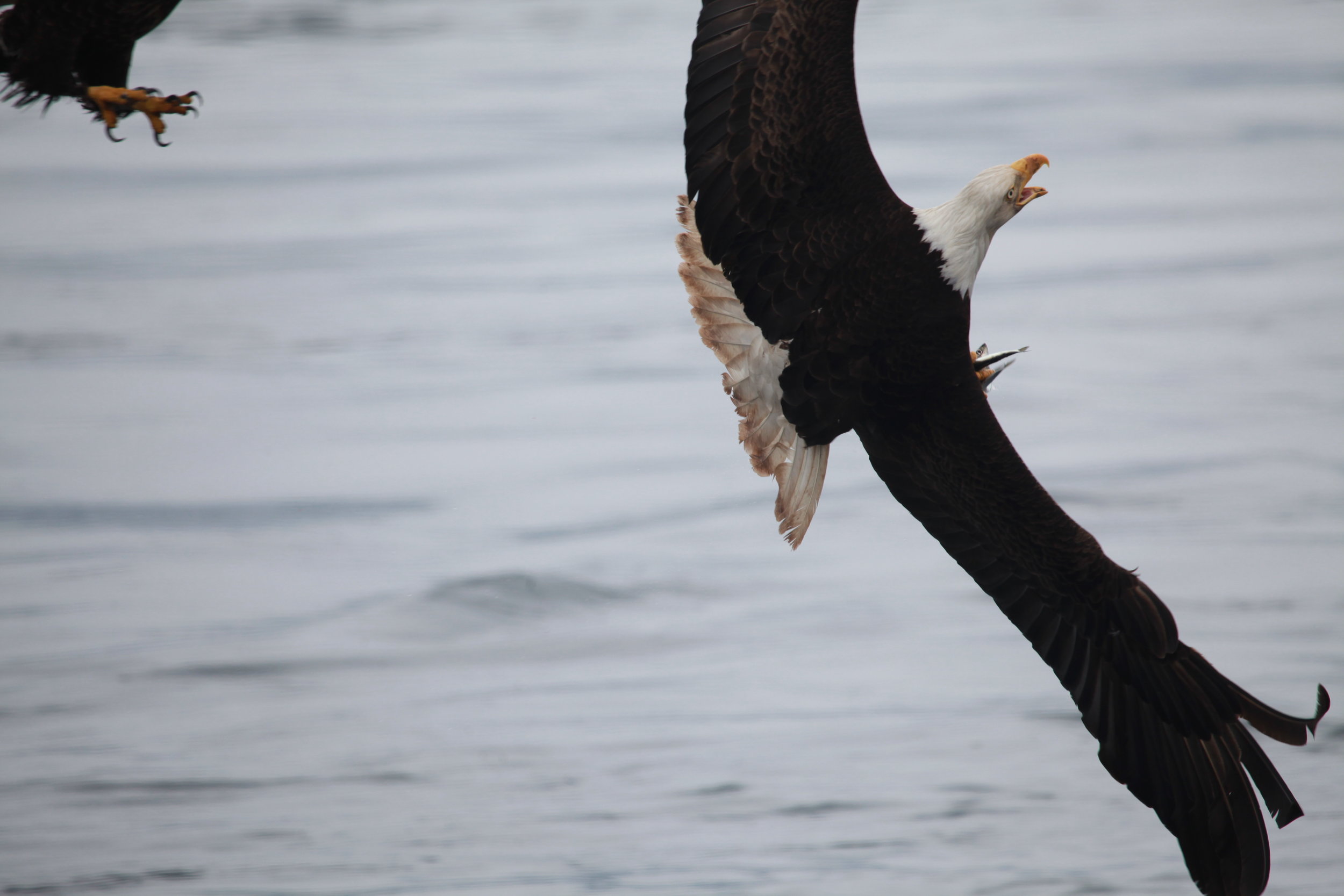 eagle fishing seqence