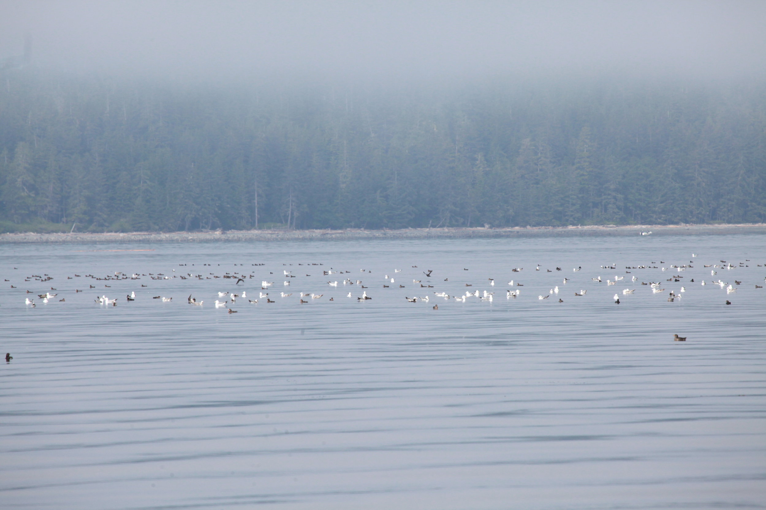Birds out in the Queen Charlotte Strait