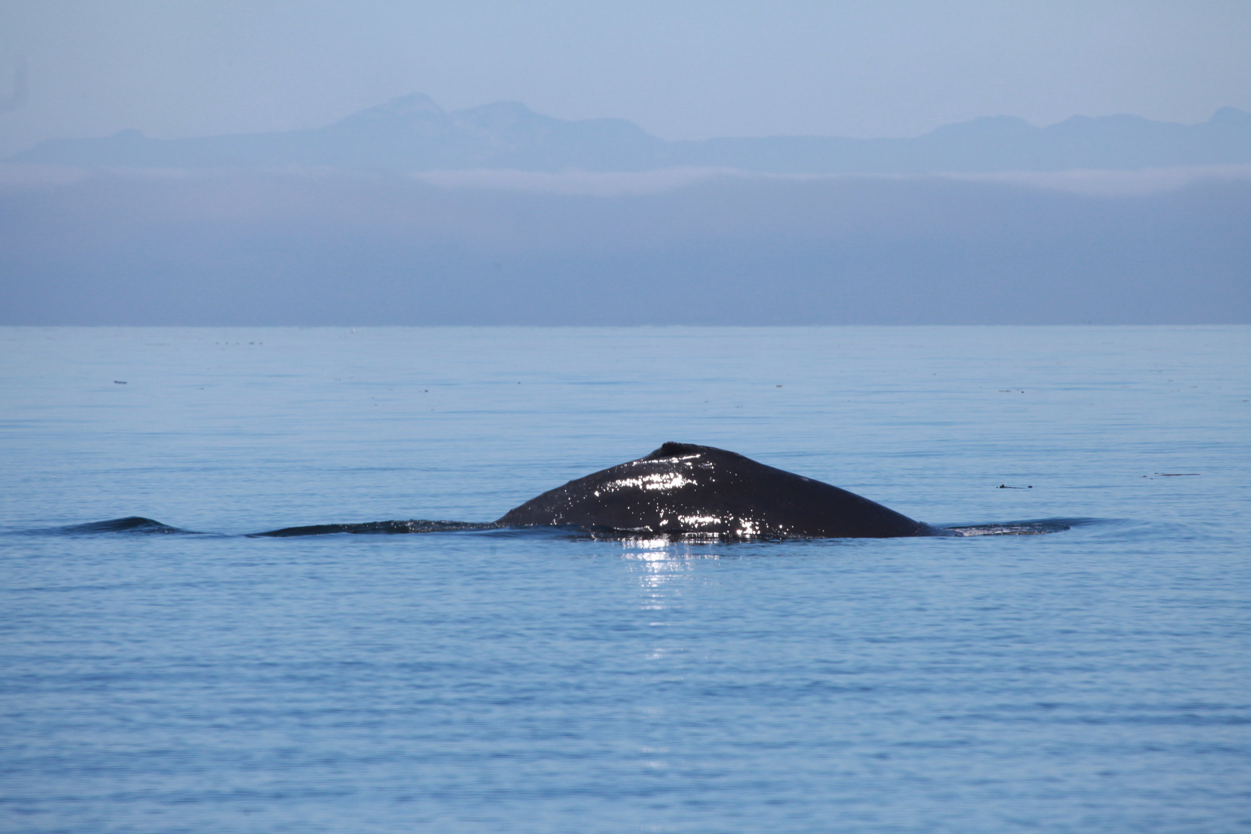 Whale watching in the Queen Charlotte Strait today.