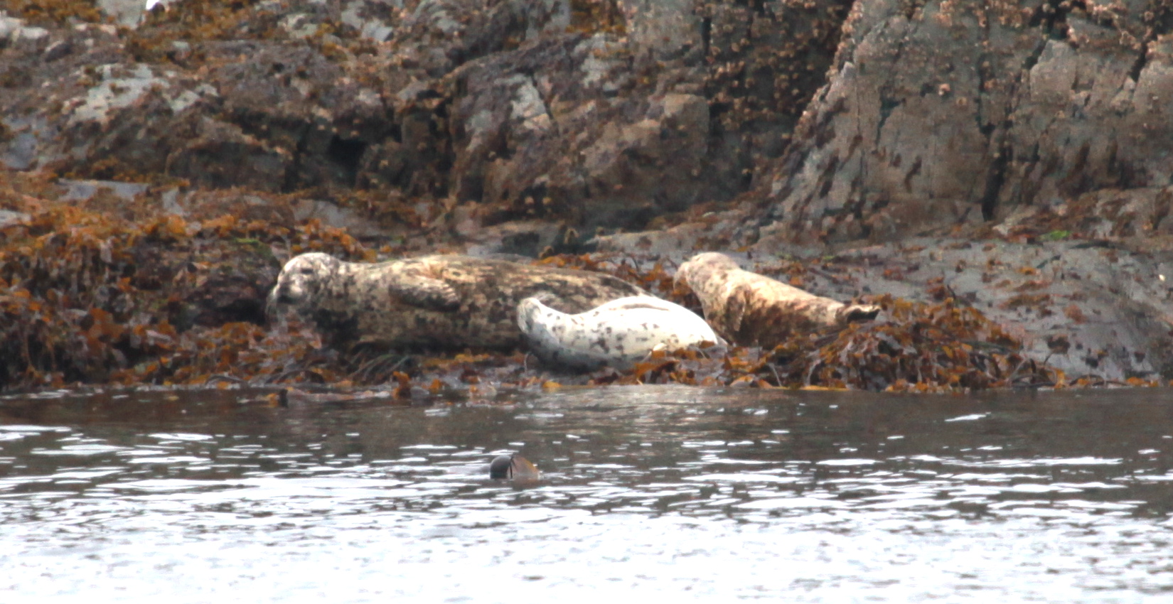 harbour seals: mother and pups