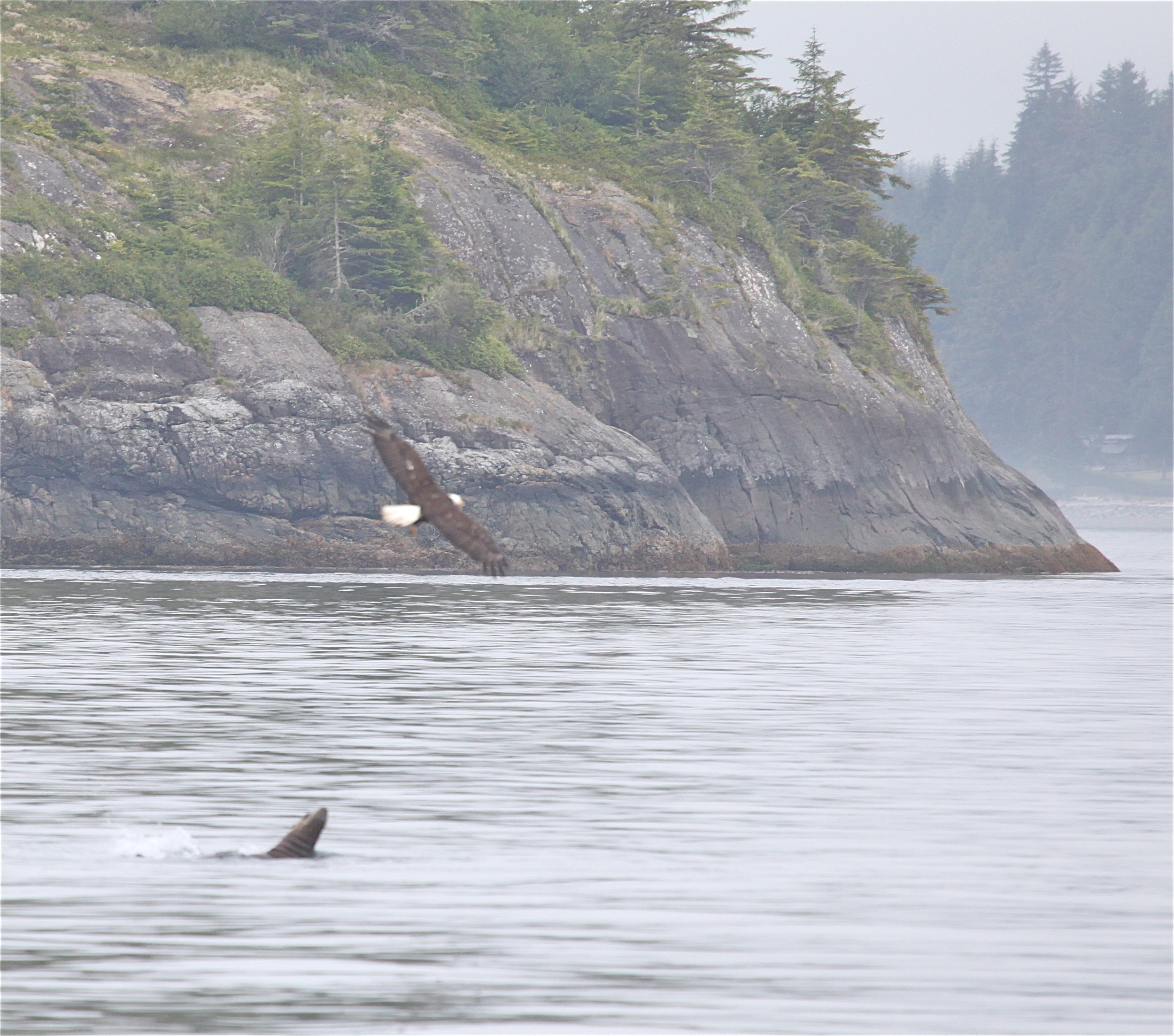 Stellar Sea Lion with Bald Eagle grabbing a portion of the salmon