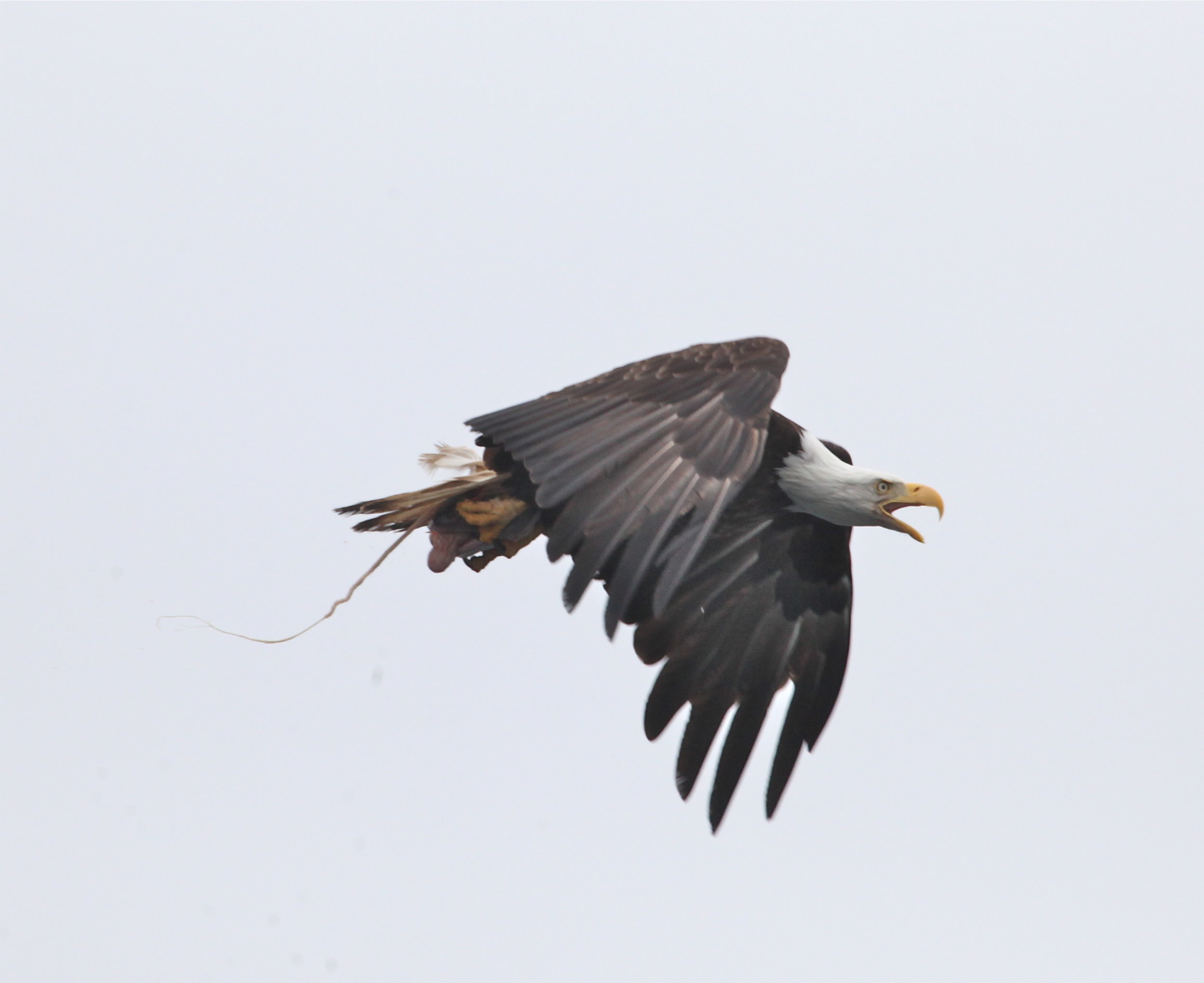 Bald Eagle with part of salmon
