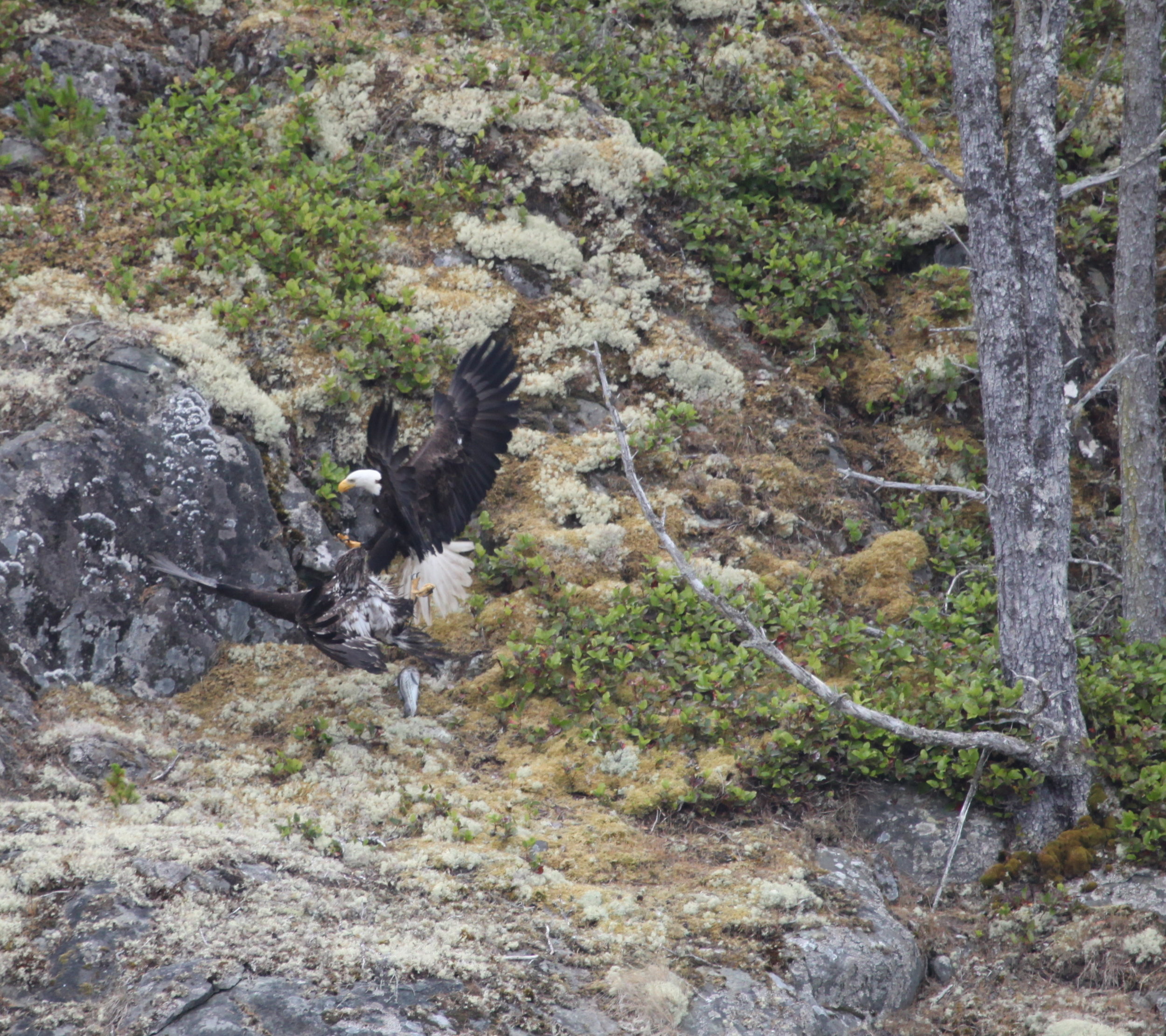 Juvenile eagle grabbing salmon from mature eagle