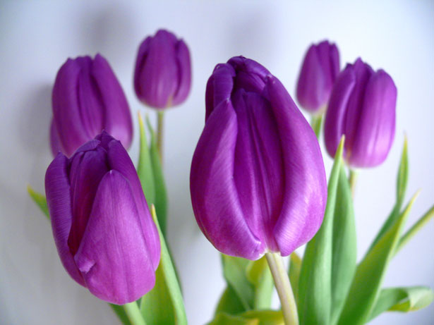 tulips.jpg?format=original