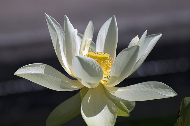 Lotus_Water_Flower