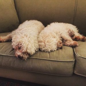 Meet Nick and Nora, the family's adorable but dirty bichons.