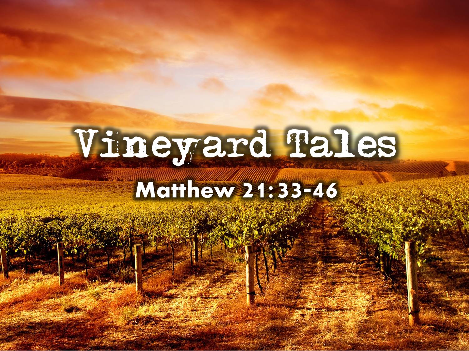 2014 10 05 Vineyard Tales (Web Background)