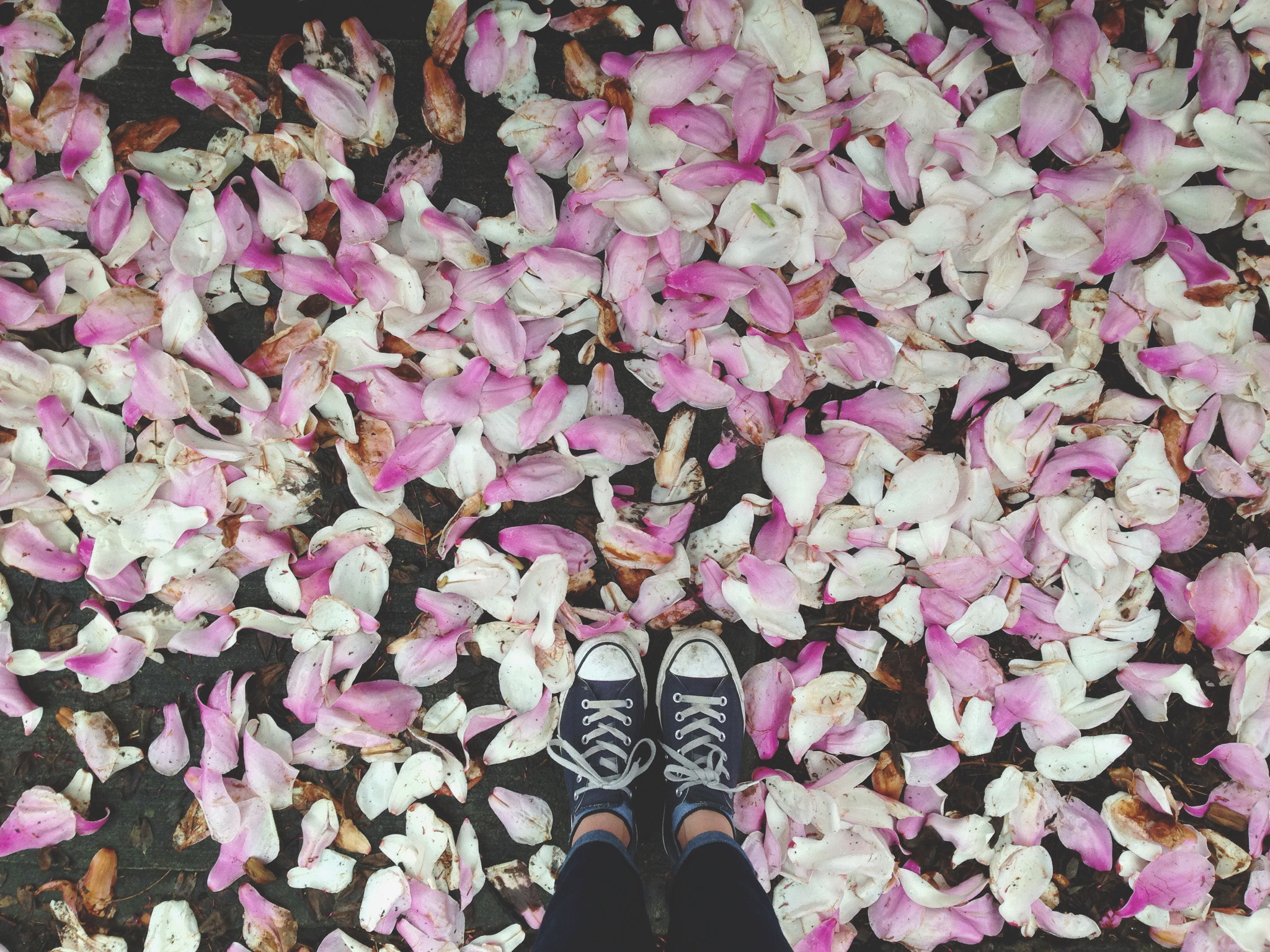 Spring Petals on instagram | Portland, Oregon Wedding, Food, and Lifestyle photographer