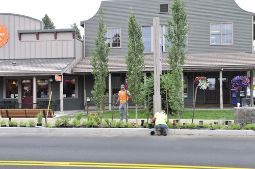 Columns of aspens lining the street will provide shade and invoke the regional landscape. 