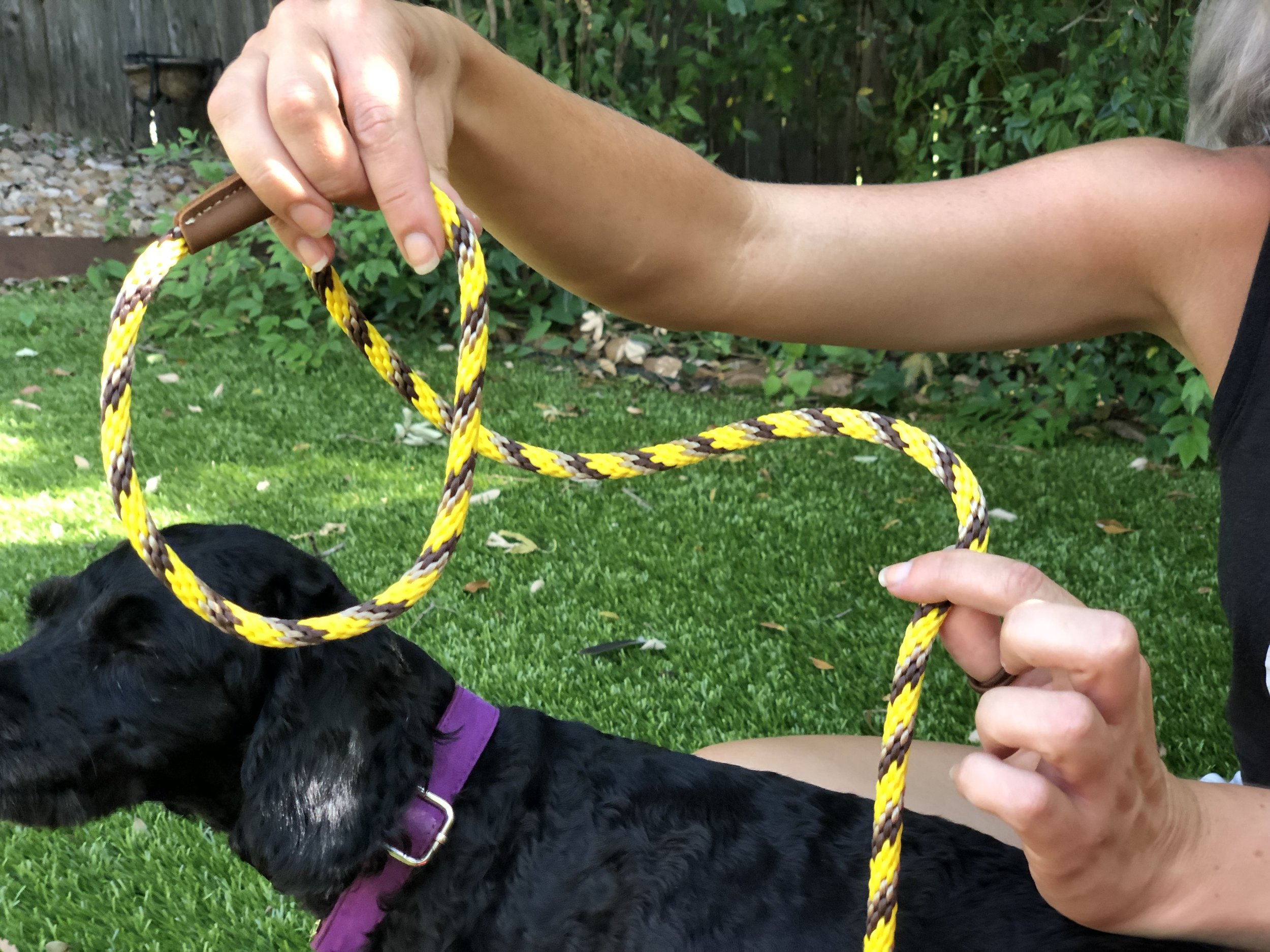 slip lead on puppy