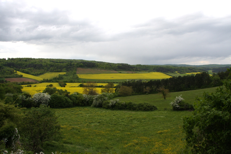 Fields of blooming mustard in the Burgundy countryside