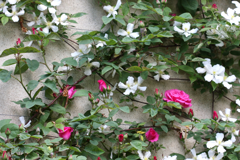 Roses and Clematis covering the side of a home in Apremont, France