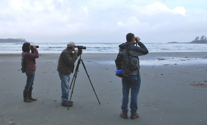 Bird Studies Canada seabird survey 