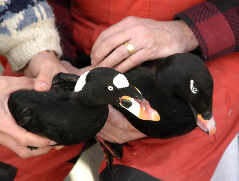 Surf scoters and white-winged scoters are diving ducks in decline in the Salish Sea