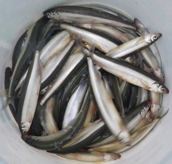Surf smelt are an important  source of food for birds and other predators. Photo: J. Gaydos