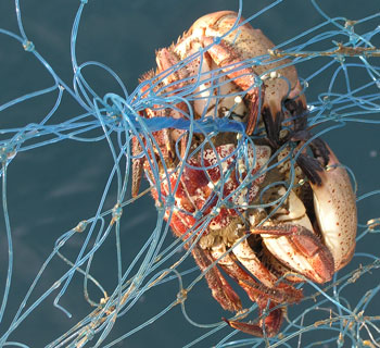 crab in net