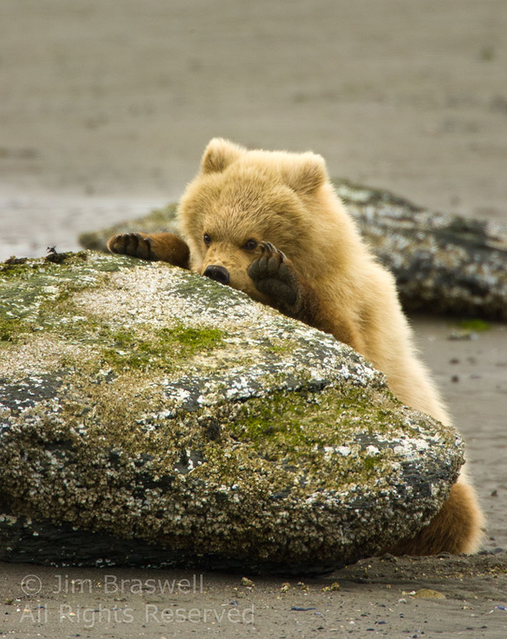 bear cub eating barnacles-Jim Braswell