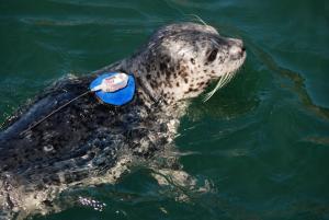 seal pup with satellite transmitter