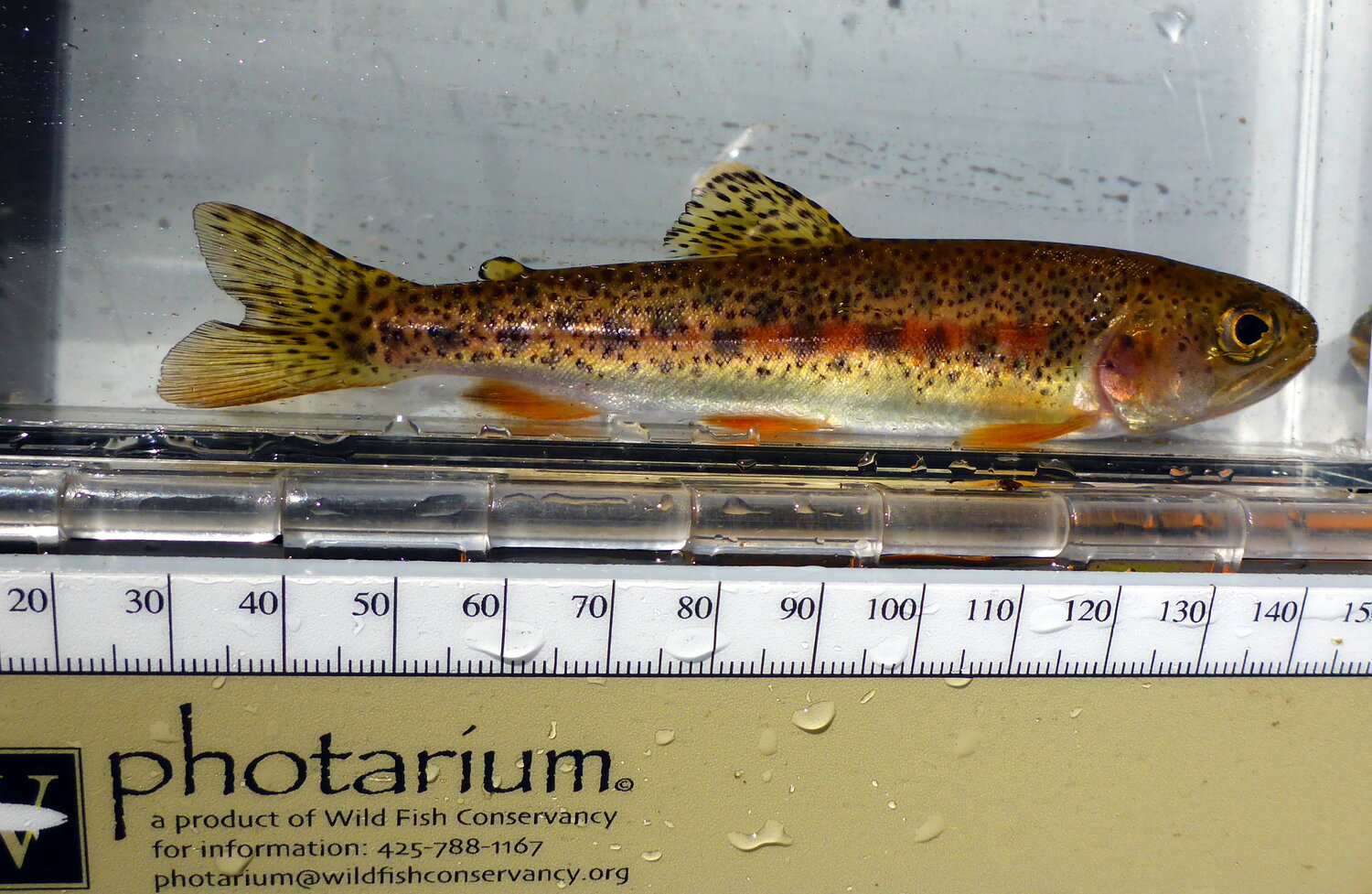 Cutthroats Surviving Upstream Against All Odds — SeaDoc Society