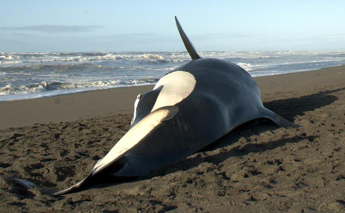 stranded killer whale