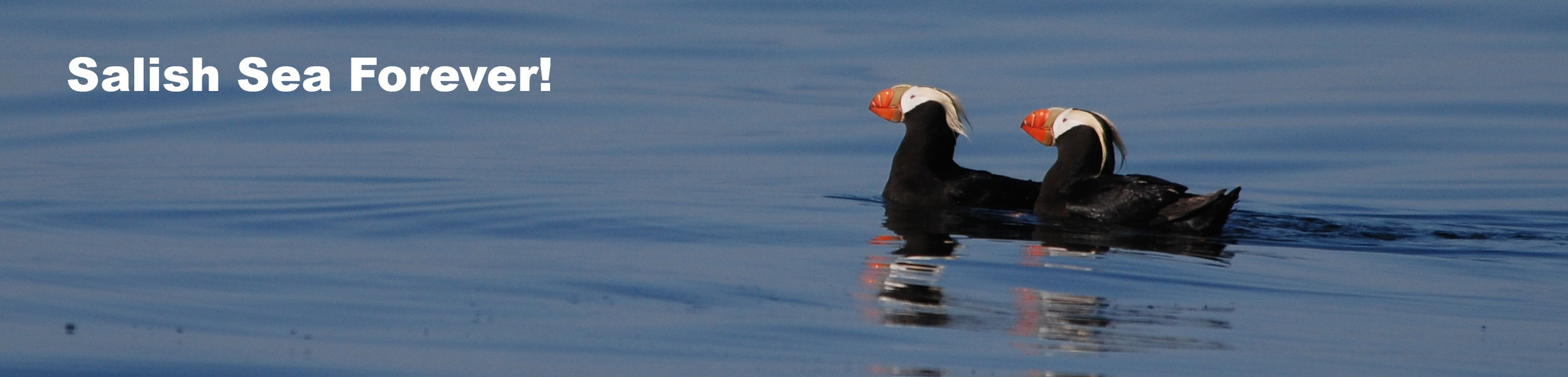 salish-forever-puffins
