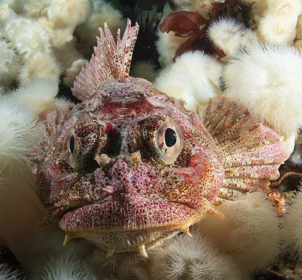 What Are Rock Fish? Exploring the Ocean's Bounty