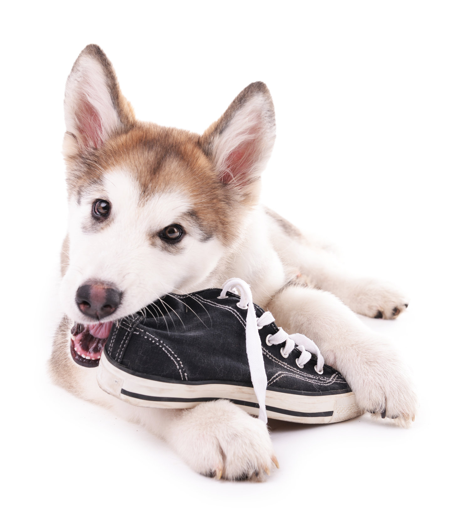 Why your dog doesn’t respect you: A Guide — Behavior Matters Academy