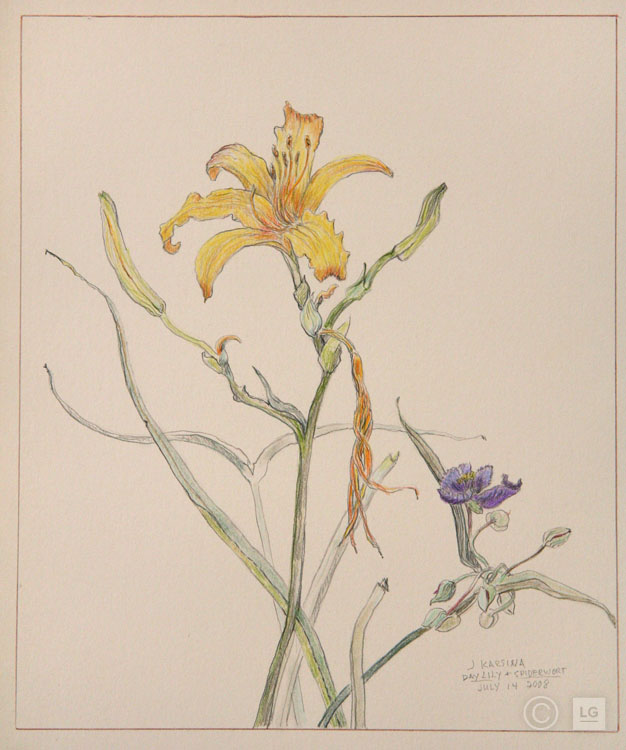 Daylily And Spiderwort July 14 08 Lafontsee Galleries,Sage Plant Tattoo