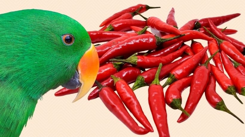 Can Birds Eat Spicy Food 
