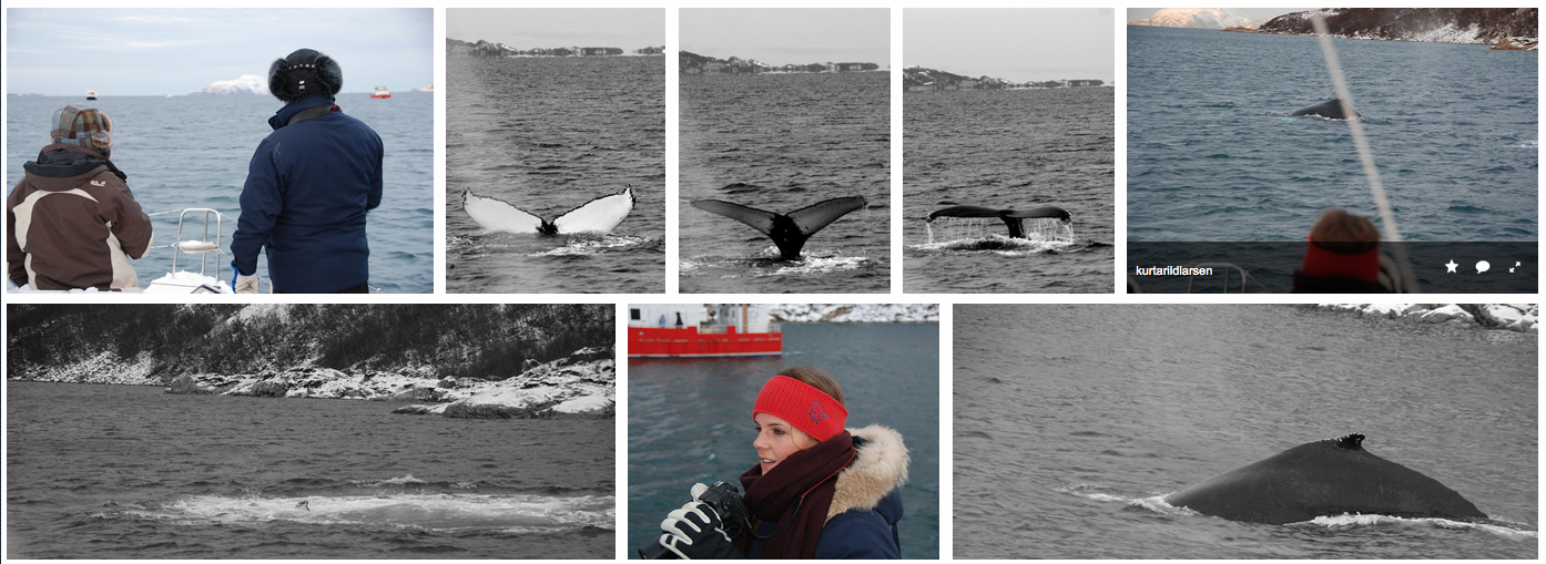 Whale safari Tromsø Arctic Princess